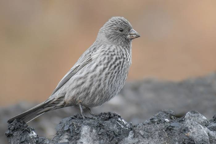 Great Rosefinch (female)