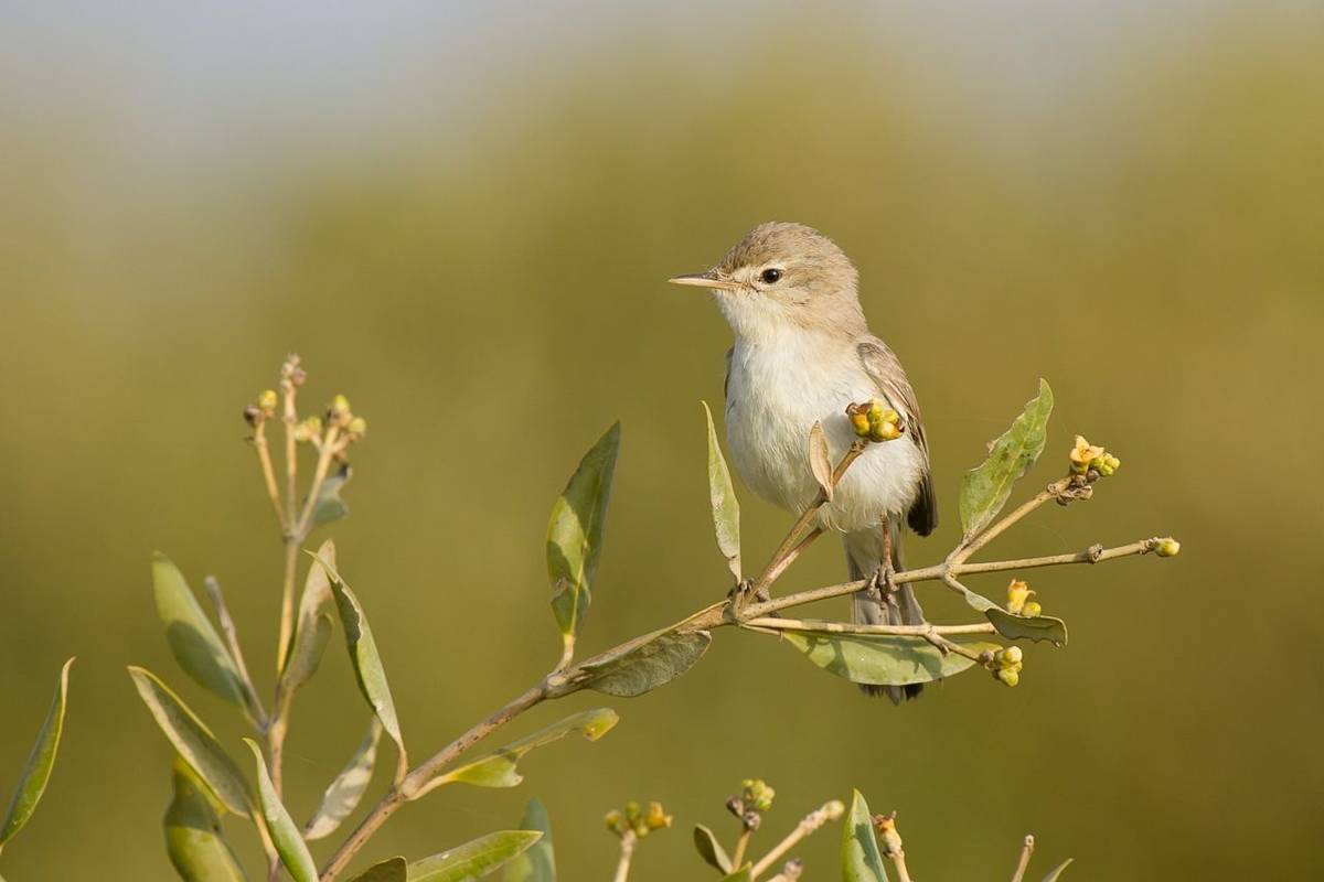 Syke's Warbler, Kazakhstan