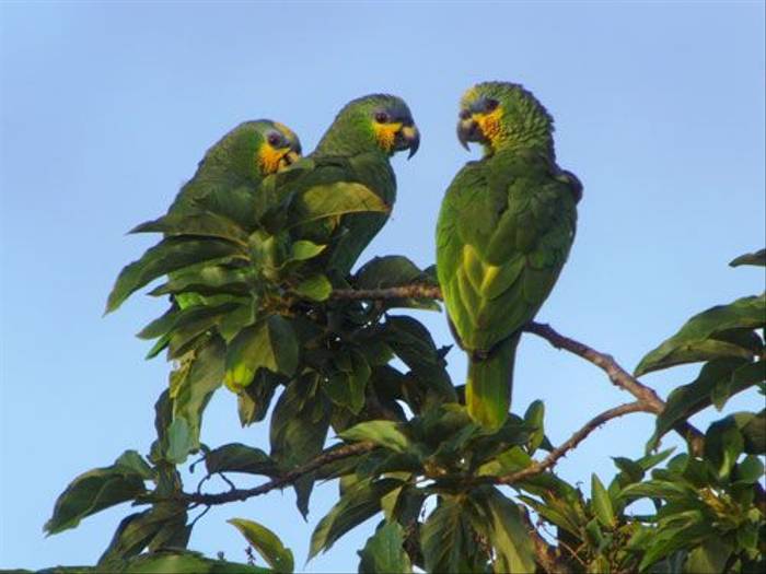 Yellow-crowned Amazon (Wendy Hoosen)