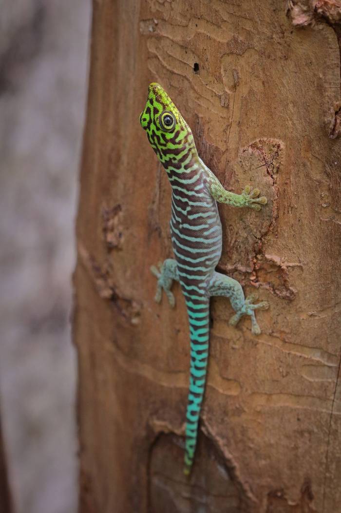 Standing's Day Gecko (Phelsuma standingi) juvenile © Bobby and Laura Bok, March 2026