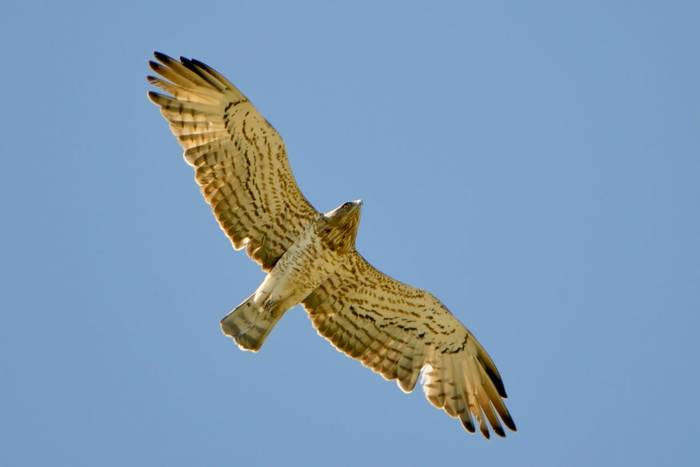 Short-toed Snake Eagle