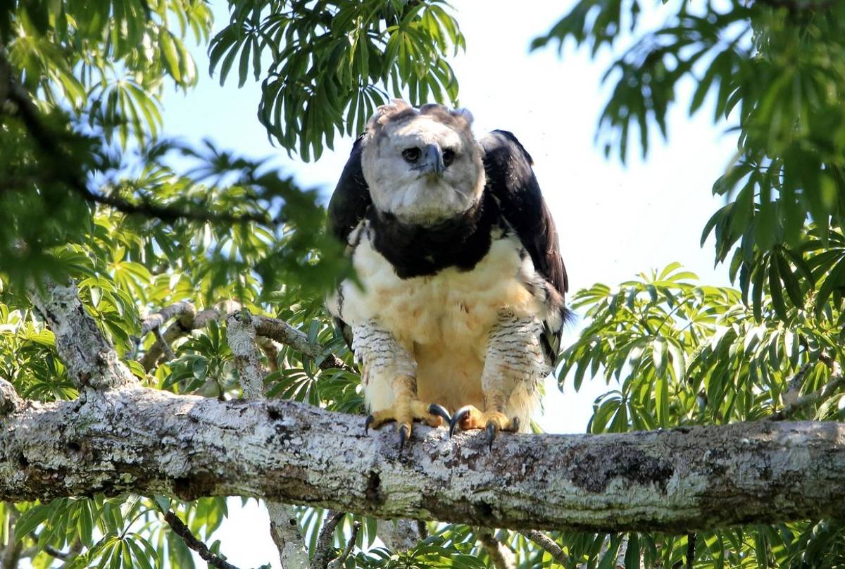 Harpy Eagle, Brazil shutterstock_1269634270.jpg