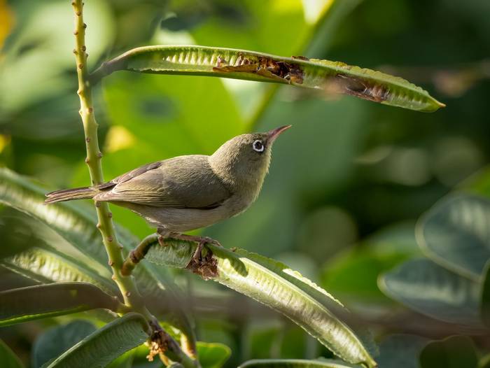 Abyssinian White-eye © T. Laws, February 2024 tour