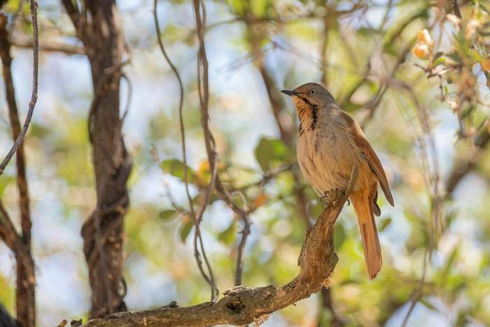 Collared Palm Thrush