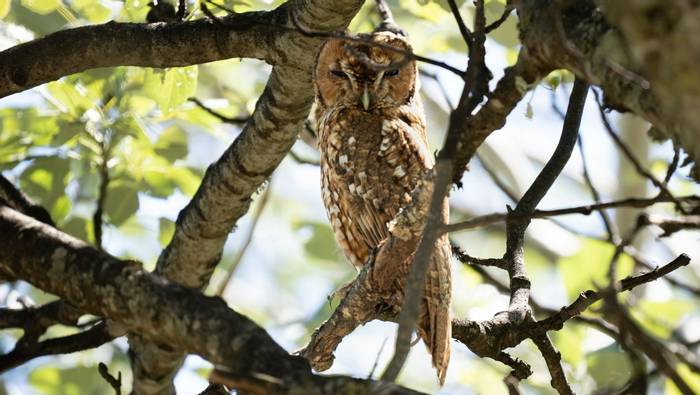 sylvatica Tawny Owl.jpg