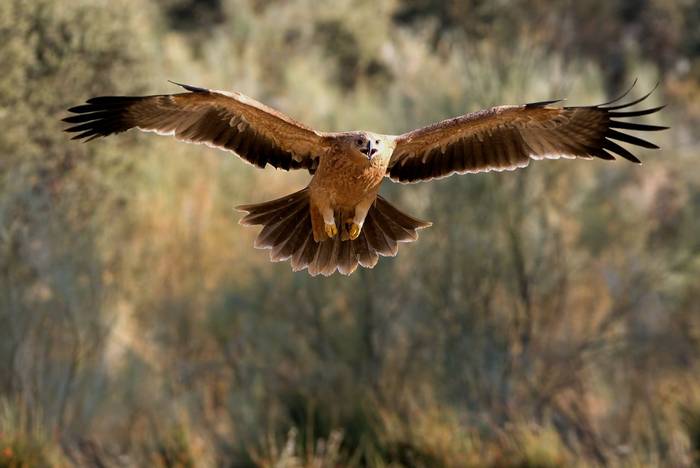 Spanish Imperial Eagle shutterstock_703837864.jpg