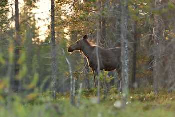 Moose,,-Finland-shutterstock_1150312454.jpg