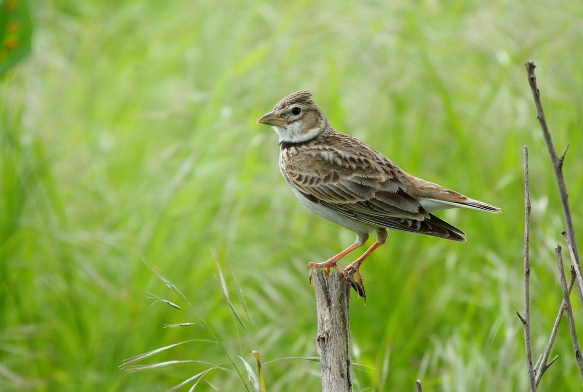 Calandra Lark