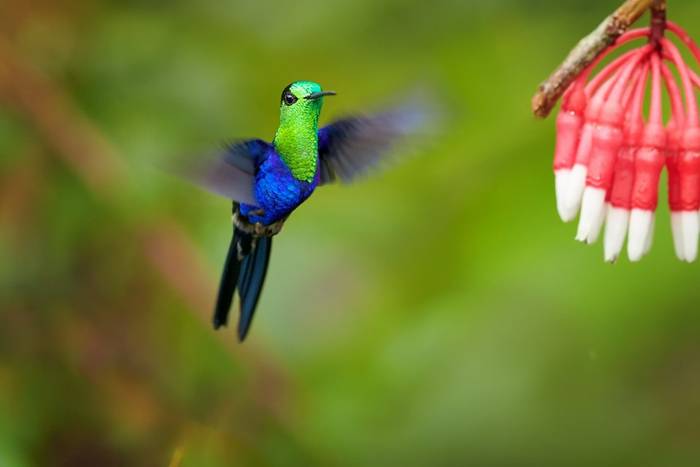 Crowned Woodnymph, Ecuador shutterstock_366706598.jpg