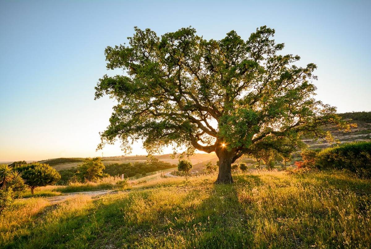 Cork Oak, Alentejo, Portugal Shutterstock 614250275