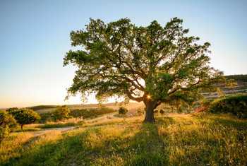 Cork Oak, Alentejo, Portugal Shutterstock 614250275
