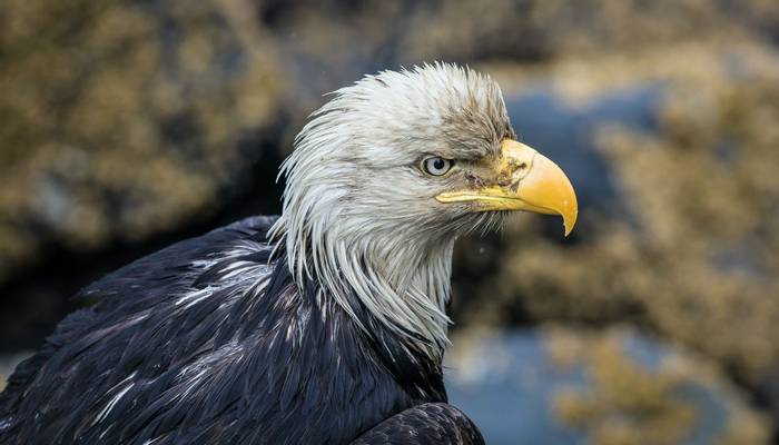Bald Eagle © Peter Stott