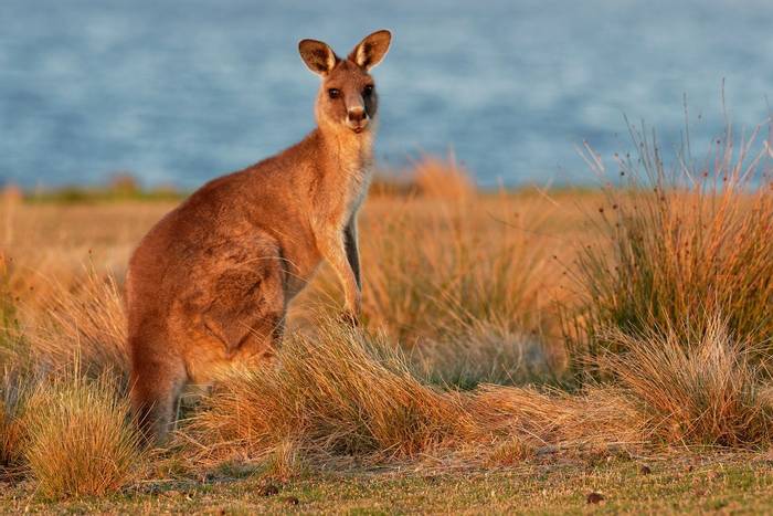 Eastern Grey Kangaroo, Tasmania shutterstock_1102355861.jpg