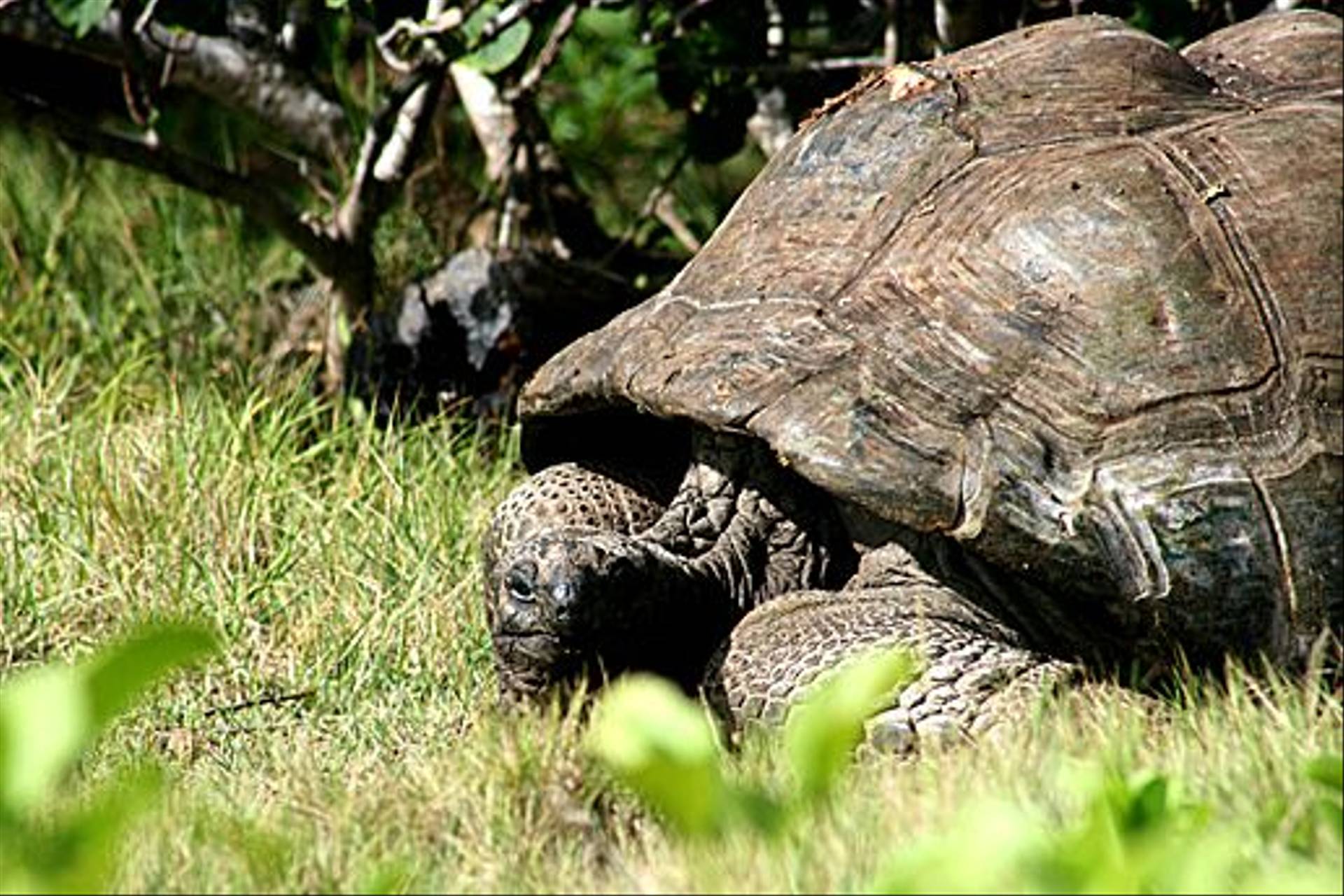 Naturetrek Wildlife Holidays - The Seychelles