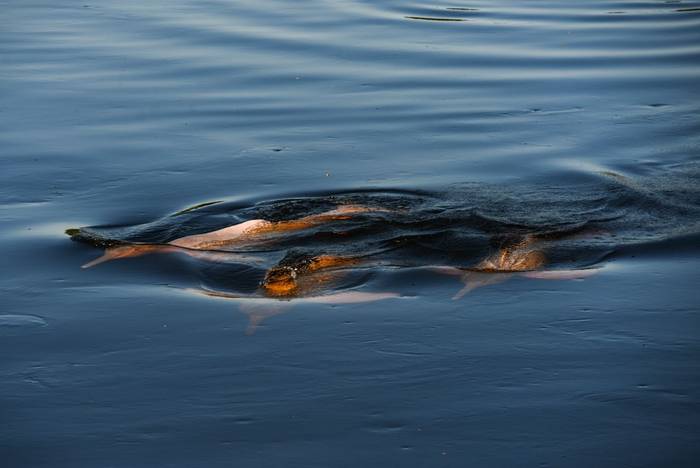 Bolivian River Dolphin, Madidi National Park, Bolivia