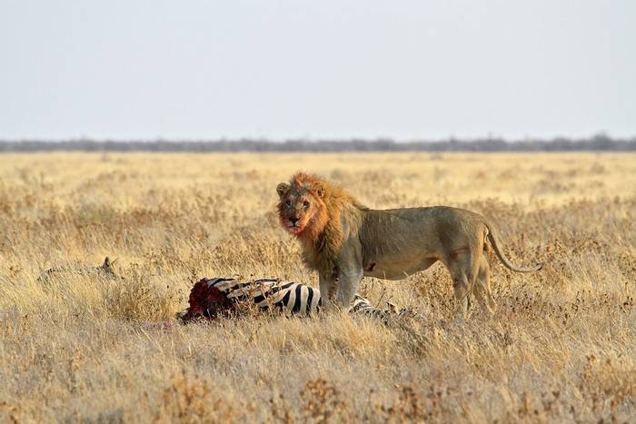 Lion with Zebra kill © Neil Macleod
