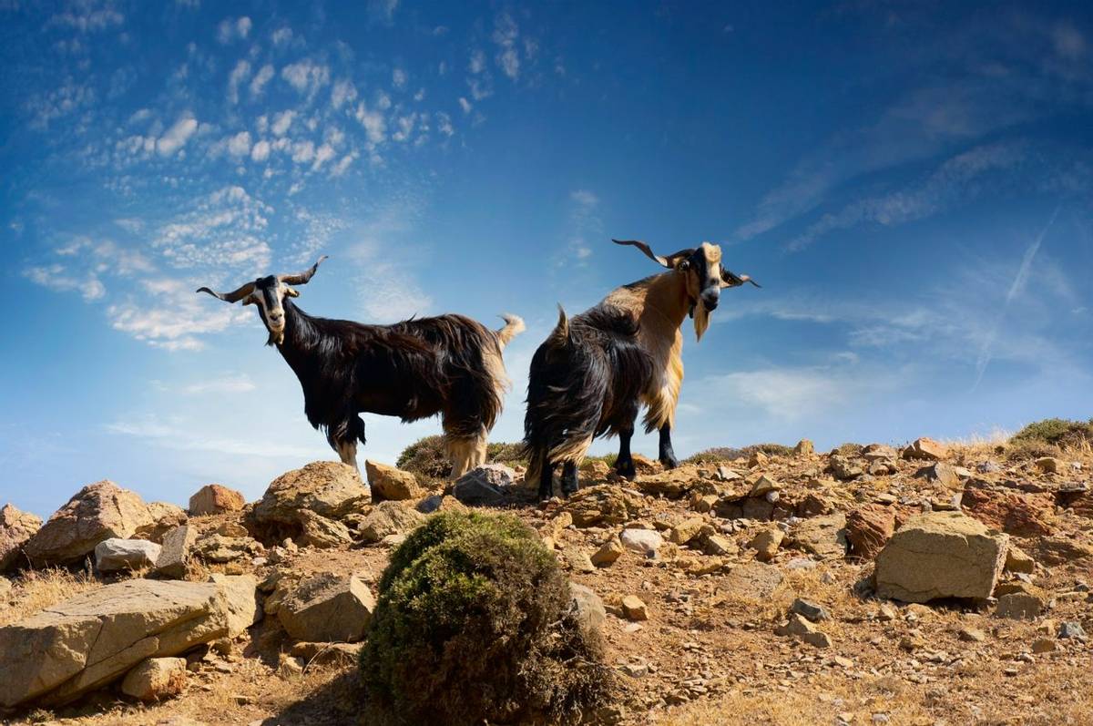 Two goats, capra aegagrus aegagrus