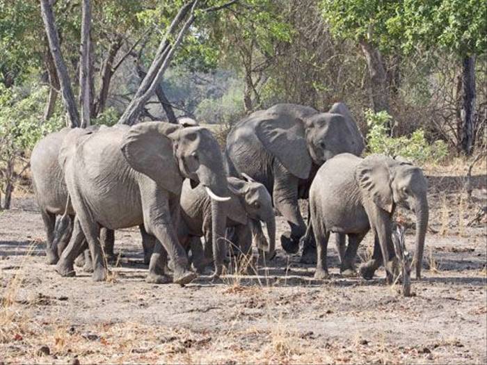 Elephant Herd (Ron Foulkes)