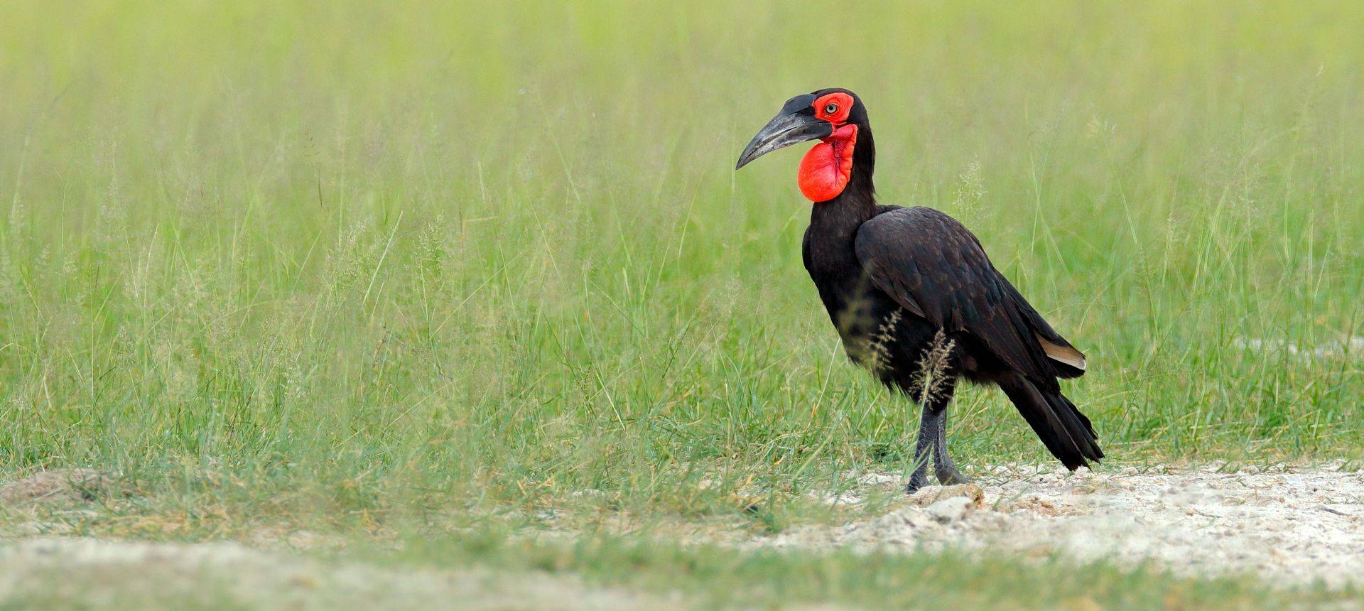 Southern Ground Hornbill Shutterstock 1158666847
