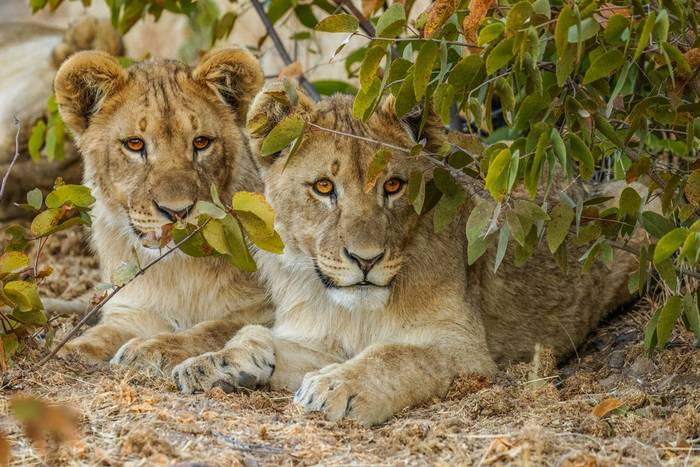 Lions, Ongava Private Game Reserve