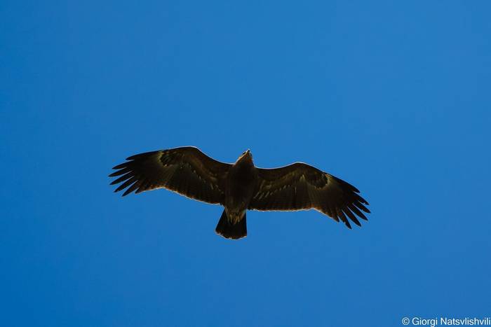 Lesser Spotted Eagle © Giorgi Natsvlishvili