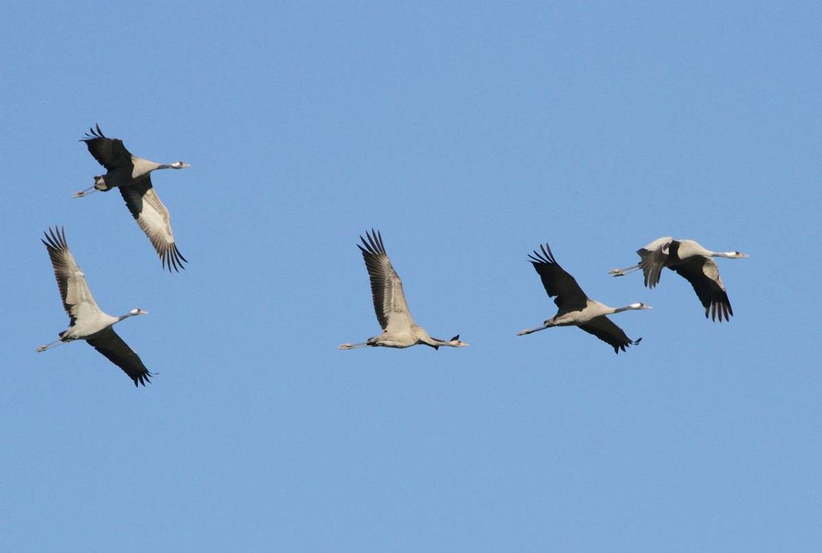Common-Cranes.jpg