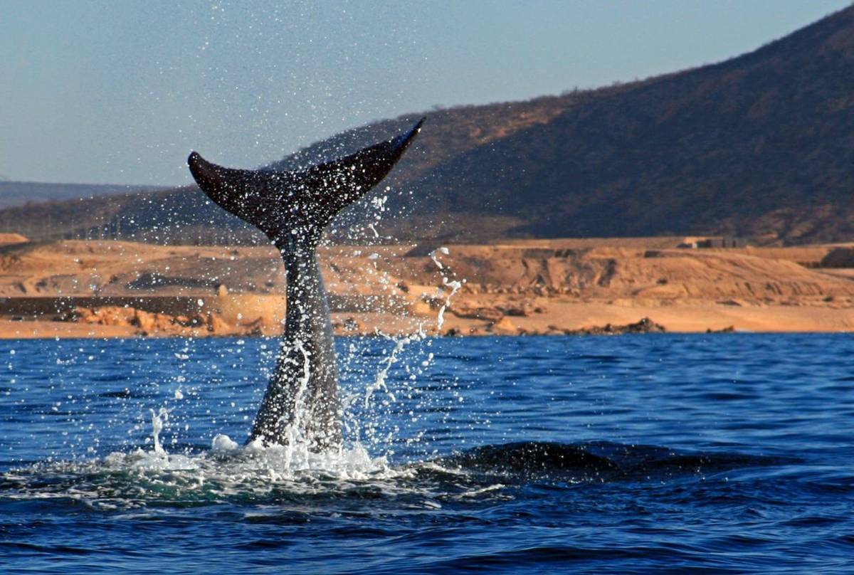 Whale, Baja California Shutterstock 661705972