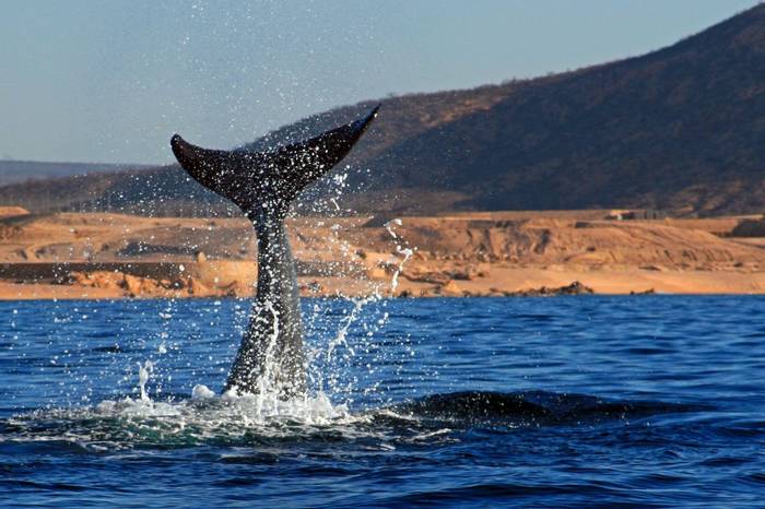 Whale, Baja California Shutterstock 661705972