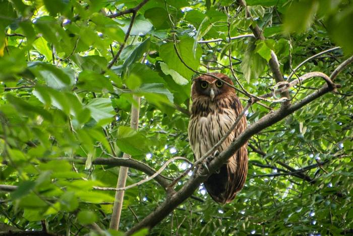 Philippine Eagle-owl