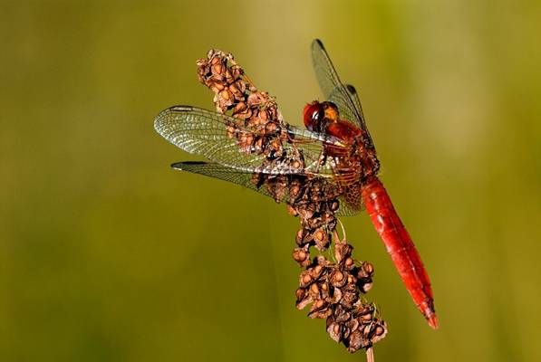 Broad Scarlet shutterstock_1357888637.jpg