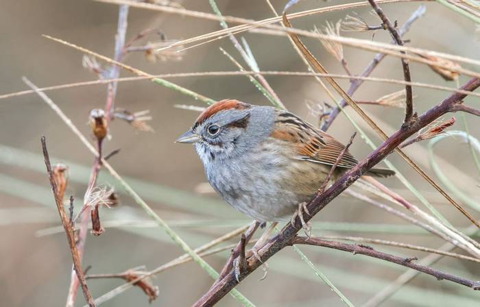 Swamp Sparrow shutterstock_1923999869.jpg