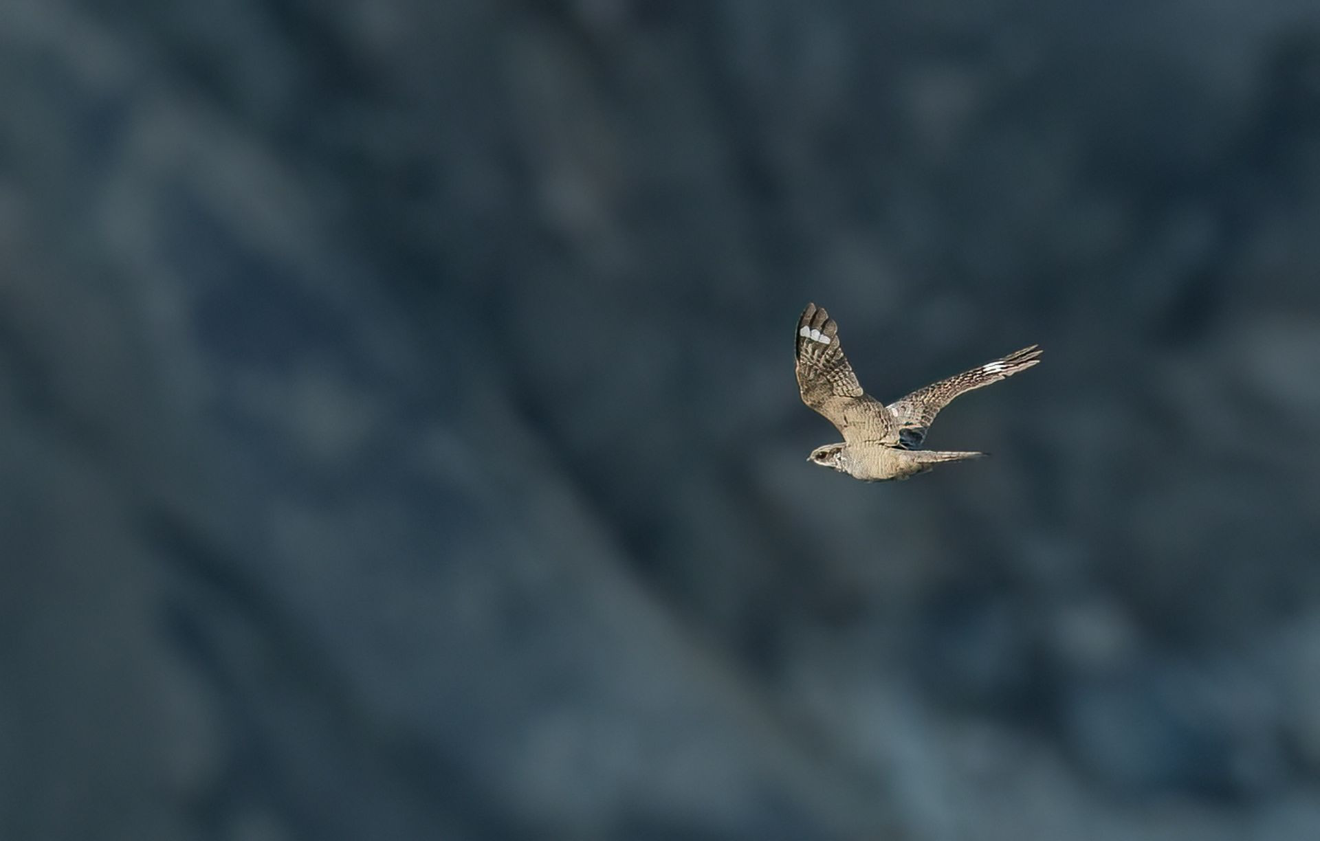 European Nightjar Image