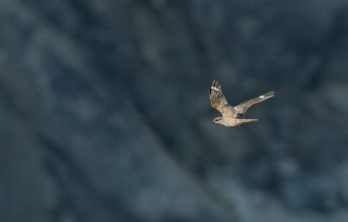 Nightjar © Chris Griffin, November '25 tour.jpg