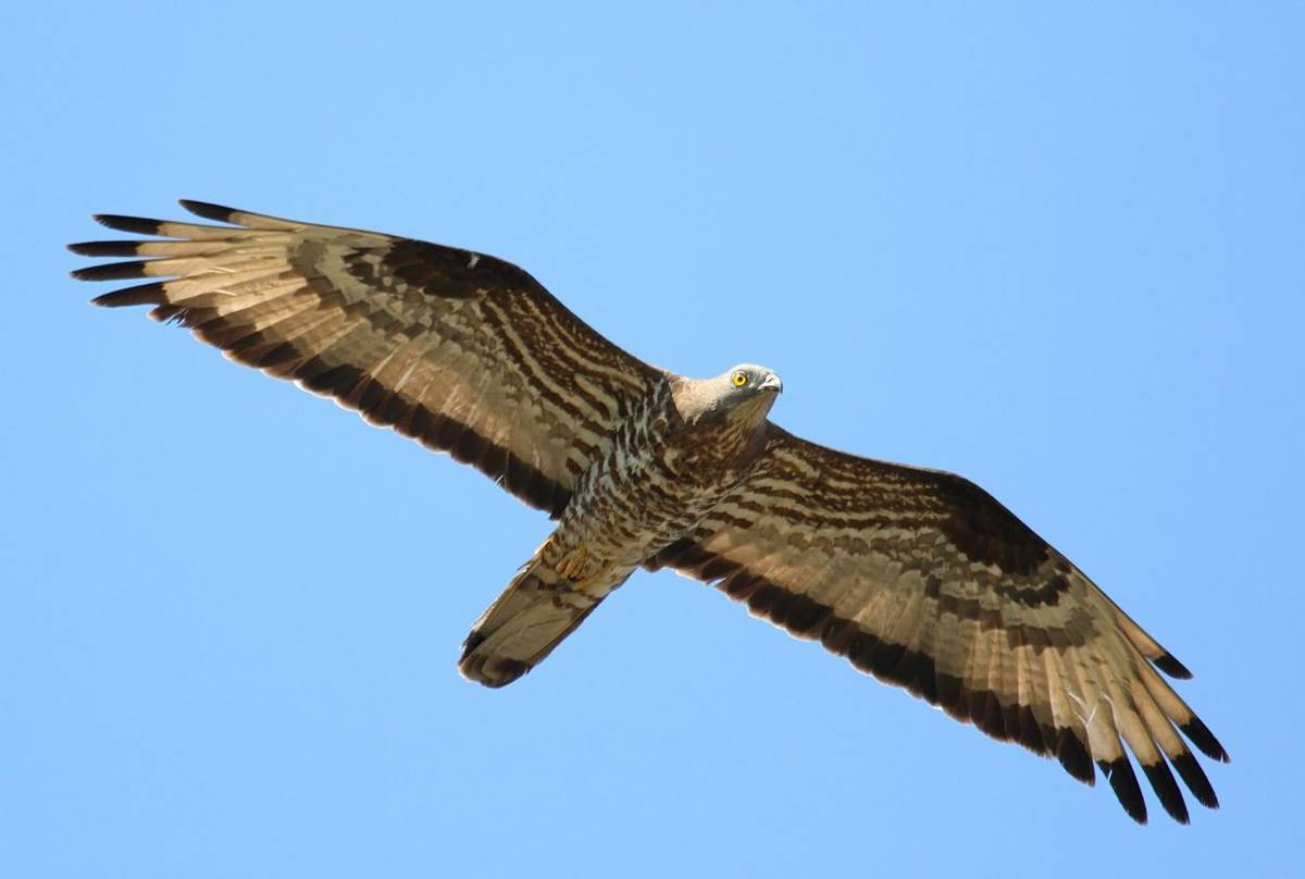 European Honey Buzzard shutterstock_1139381111.jpg