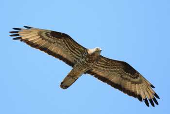 European Honey Buzzard shutterstock_1139381111.jpg