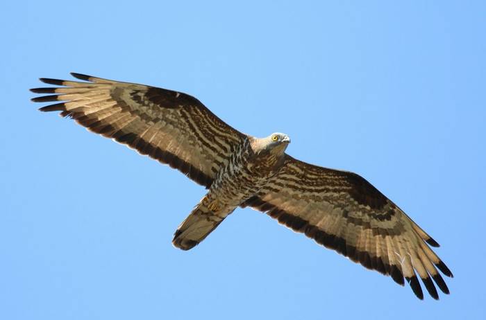 European Honey Buzzard shutterstock_1139381111.jpg