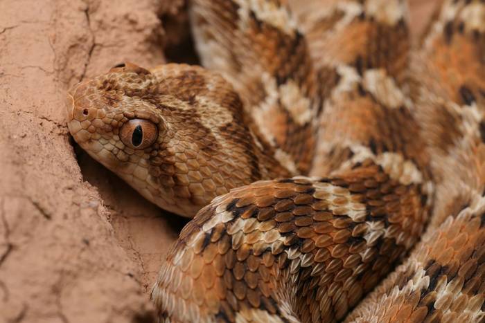Saw-scaled Viper (Echis leucogaster) © Dan Kane, September 2025 tour