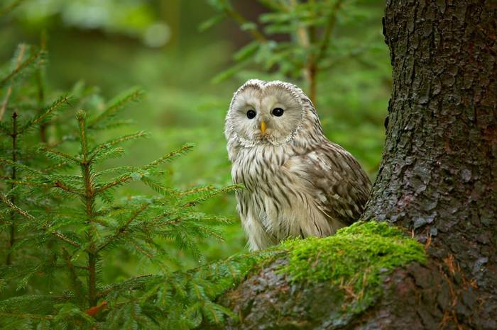 Ural Owl Shutterstock 1130120108
