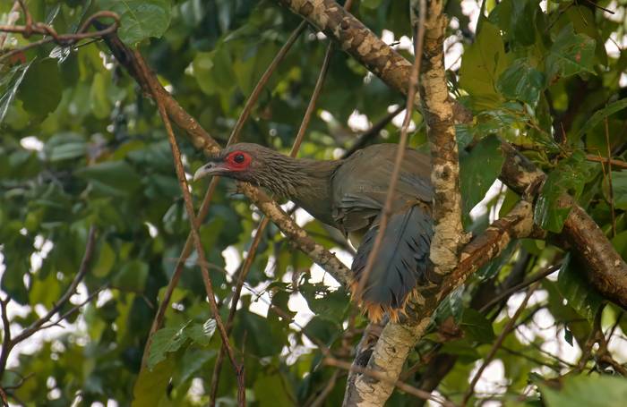 Western Mexican Chachalaca, Benedicto Grijalva.png