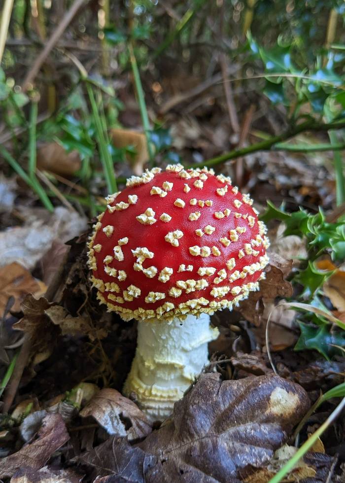 Fly Agaric