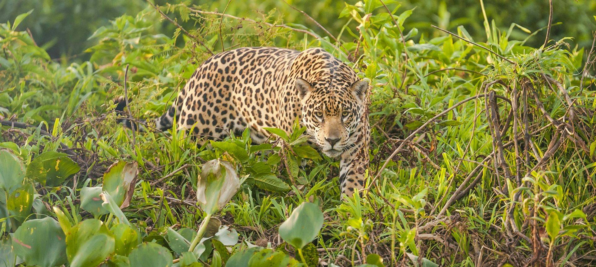 Jaguar