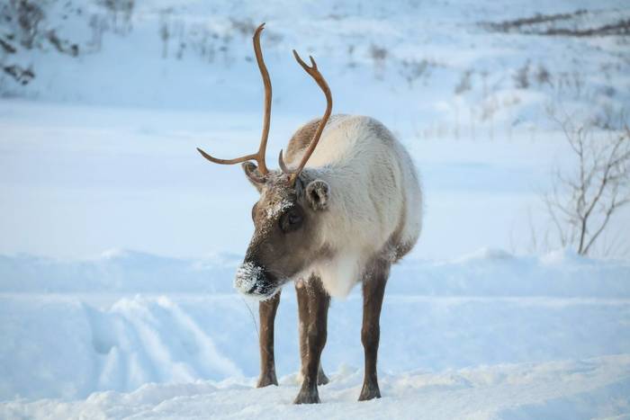Reindeer with the snow in Norway