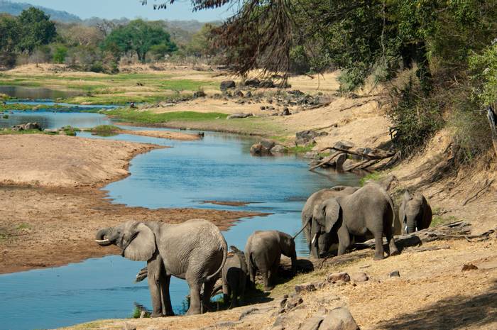 Elephants at Great Ruaha River, Tanzania. Shutterstock.jpg
