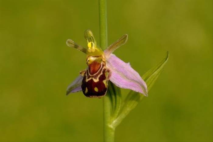 Bee Orchid (David Morris)