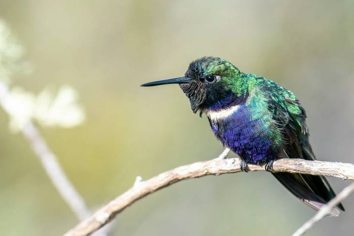 Hyacinth Visorbearer Hummingbird
