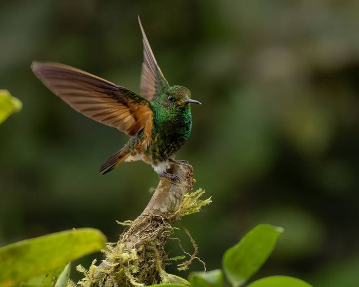 Buff-tailed Coronet © Francisco Munoz.jpg