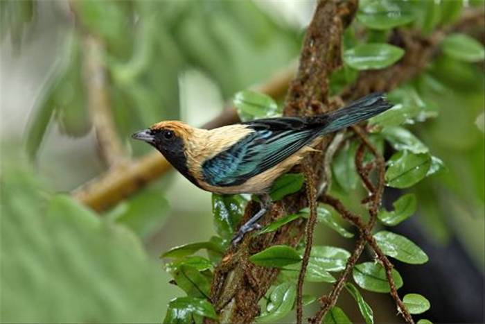 Burnished Buff Tanager (Andy Swash)