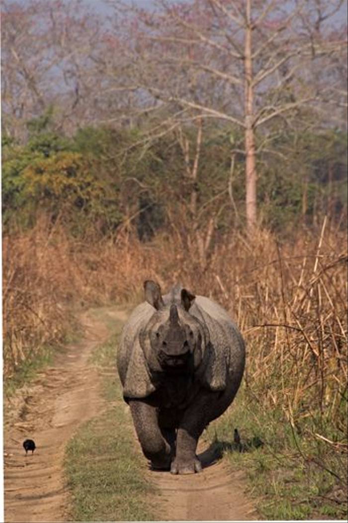Indian One-horned Rhinoceros in Chitwan (Paul Stanbury)