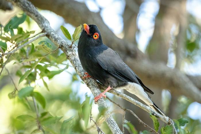 Retz's Helmetshrike