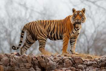 Tiger,-Ranthambhore,-India-shutterstock_658154572.jpg